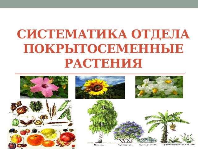 Систематика отдела Покрытосеменные растения 