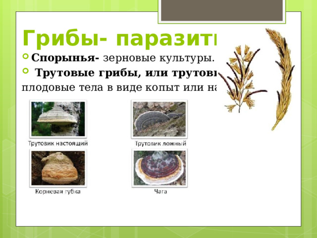 Грибы- паразиты Спорынья- зерновые культуры.  Трутовые грибы, или трутовики- плодовые тела в виде копыт или наростов. 
