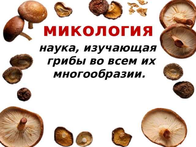микология наука, изучающая грибы во всем их многообразии.  