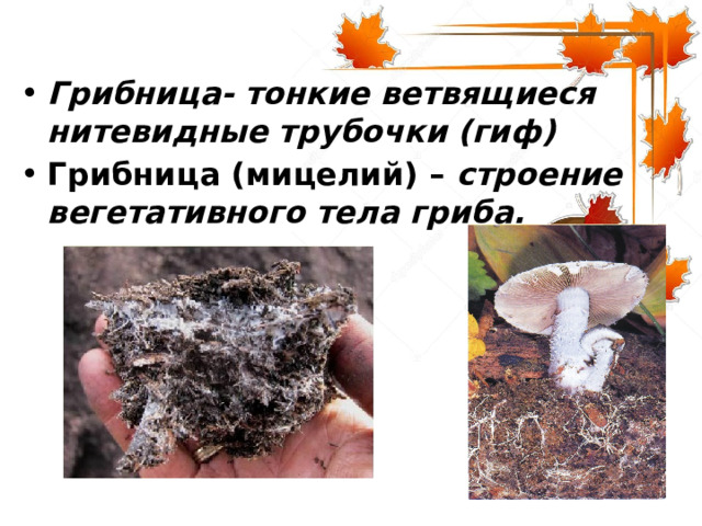 Грибница- тонкие ветвящиеся нитевидные трубочки (гиф) Грибница (мицелий) – строение вегетативного тела гриба. 