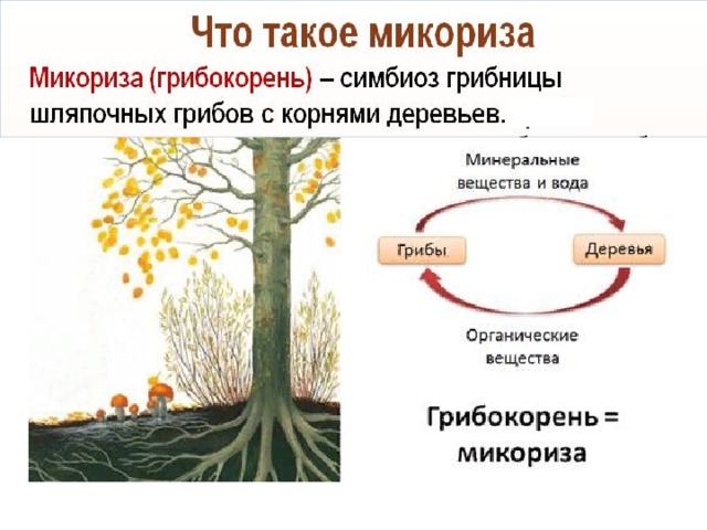 Шляпочный гриб и дерево. Шляпочные грибы микориза. Симбиоз грибов и растений схема. Схема симбиоза гриба и дерева. Симбиоз грибницы с корнем дерева.