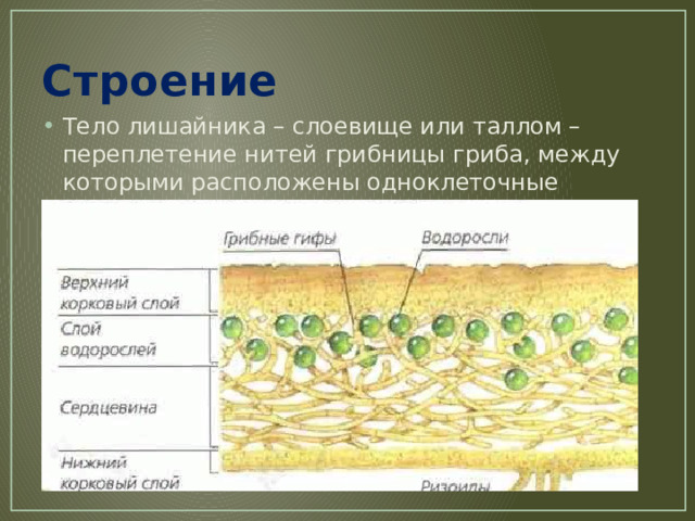 Строение Тело лишайника – слоевище или таллом –переплетение нитей грибницы гриба, между которыми расположены одноклеточные зелёные водоросли. 