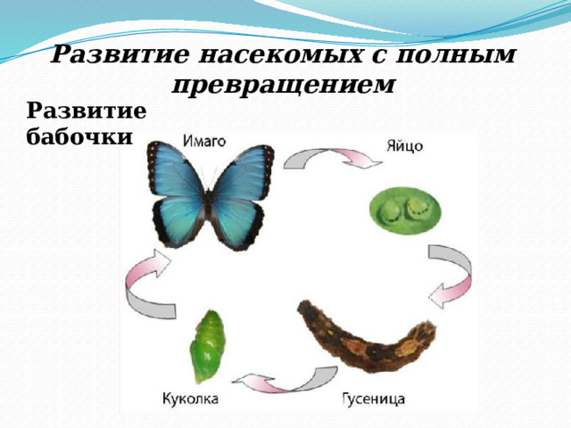 Развитие насекомых с полным превращением Развитие бабочки 