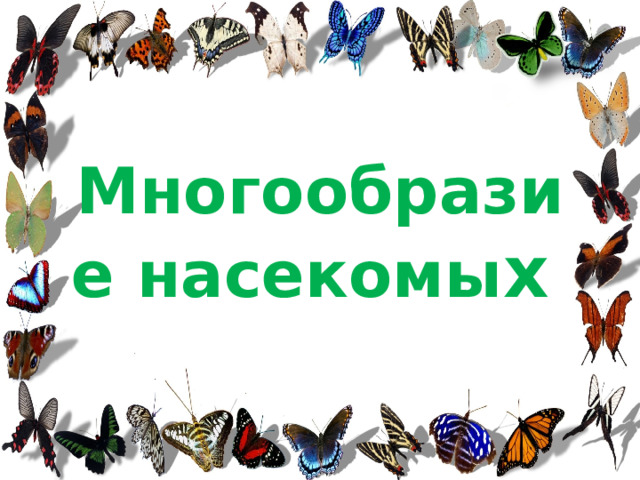 Многообразие насекомы х  