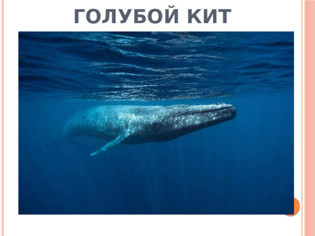 Голубой кит 