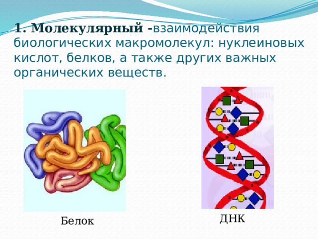 1. Молекулярный - взаимодействия биологических макромолекул: нуклеиновых кислот, белков, а также других важных органических веществ. ДНК Белок 