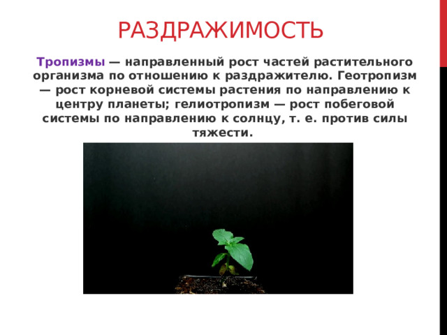 Раздражимость Тропизмы — направленный рост частей растительного организма по отношению к раздражителю. Геотропизм — рост корневой системы растения по направлению к центру планеты; гелиотропизм — рост побеговой системы по направлению к солнцу, т. е. против силы тяжести.       
