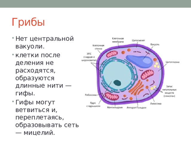 Грибы Нет центральной вакуоли. клетки после деления не расходятся, образуются длинные нити — гифы. Гифы могут ветвиться и, переплетаясь, образовывать сеть — мицелий. 