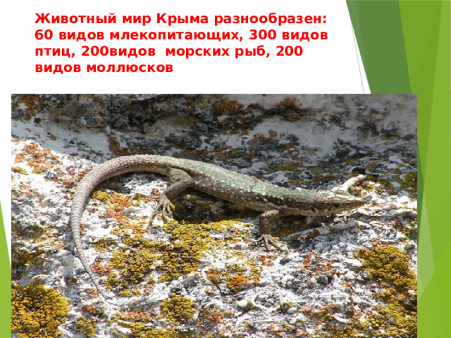 Животный мир Крыма разнообразен: 60 видов млекопитающих, 300 видов птиц, 200видов морских рыб, 200 видов моллюсков 