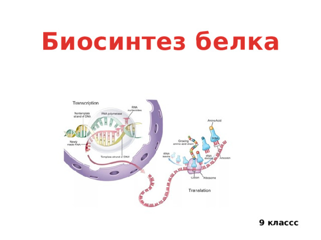 Биосинтез белка 9 классс 