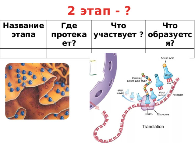 2 этап - ? Название этапа Где протекает? Что участвует ? Что образуется? 