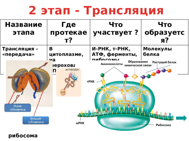 Молекулы участвующие в трансляции