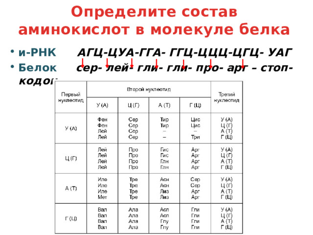 Определите состав аминокислот в молекуле белка и-РНК  АГЦ-ЦУА-ГГА- ГГЦ-ЦЦЦ-ЦГЦ- УАГ Белок  сер- лей- гли- гли- про- арг – стоп-кодон 