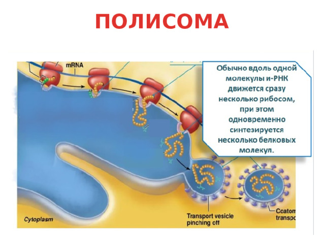 ПОЛИСОМА 