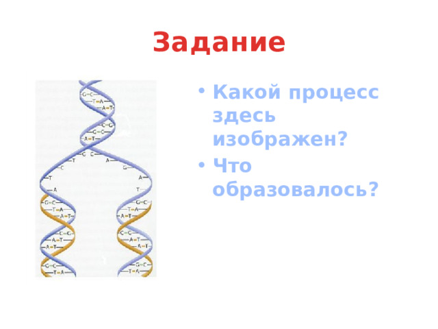 Задание Какой процесс здесь изображен? Что образовалось? 