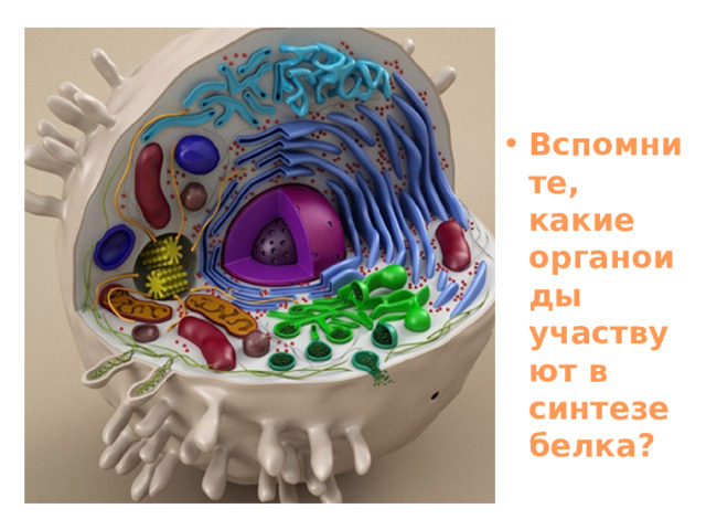 Вспомните, какие органоиды участвуют в синтезе белка? 