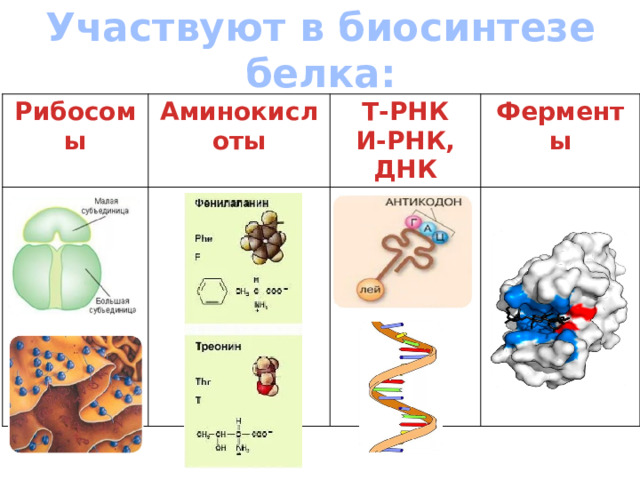 4 аминокислоты днк