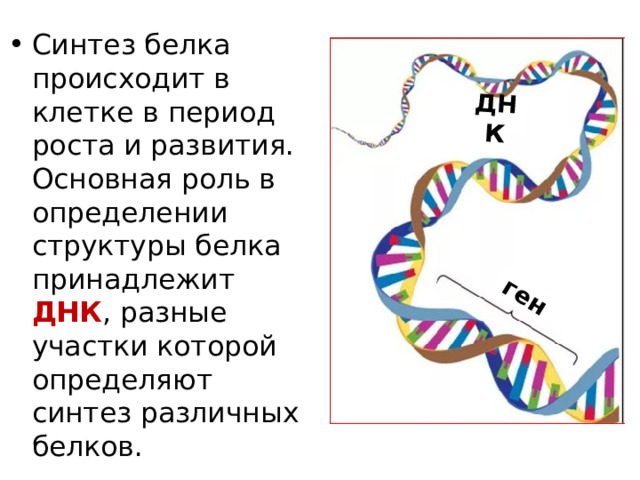ген ДНК Синтез белка происходит в клетке в период роста и развития. Основная роль в определении структуры белка  принадлежит ДНК , разные участки которой определяют синтез различных белков. 
