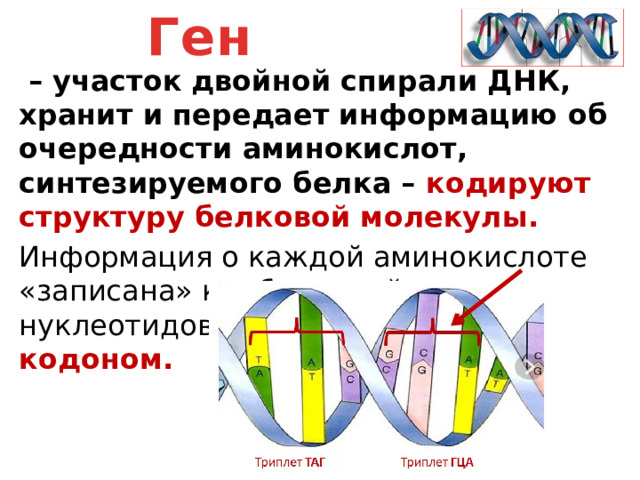 Ген участок днк. Участок ДНК отвечающий за структуру белка.