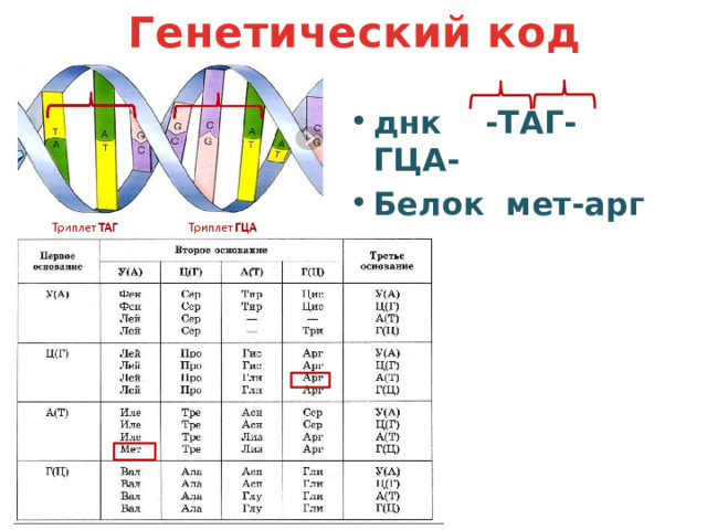Генетический код днк -ТАГ-ГЦА- Белок мет-арг 