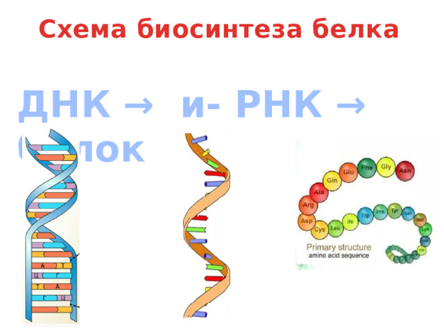 Схема биосинтеза белка ДНК → и- РНК → белок 