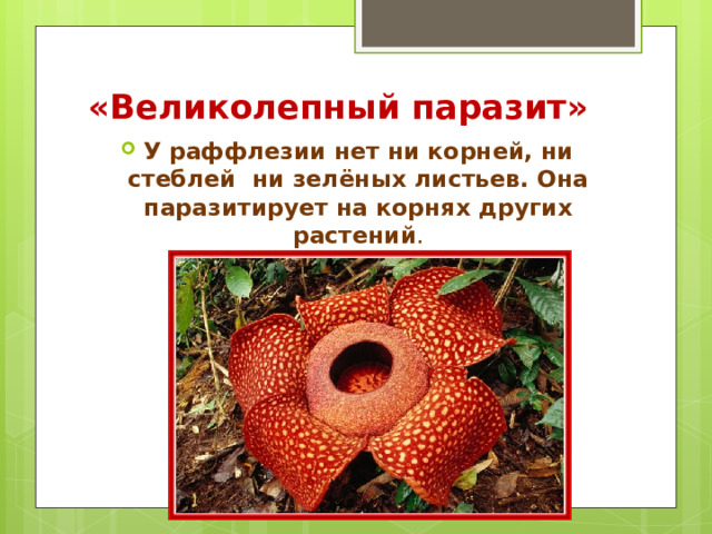 «Великолепный паразит»   У раффлезии нет ни корней, ни стеблей ни зелёных листьев. Она паразитирует на корнях других растений . 
