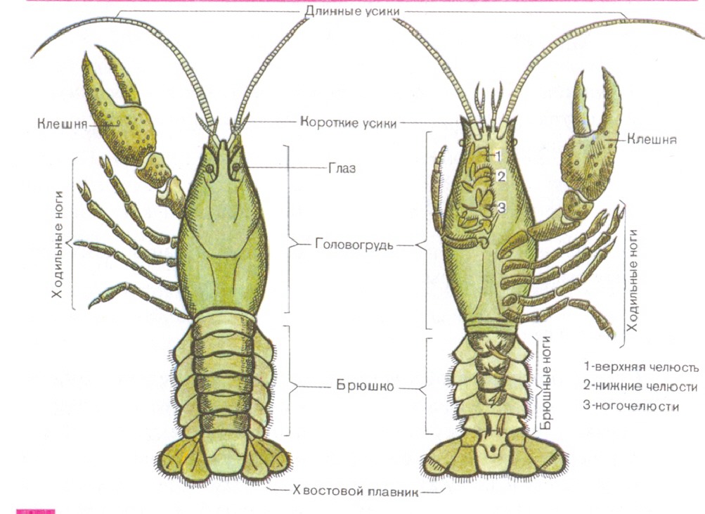 Виды ракообразных список - TouristMaps.ru