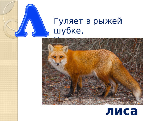 Гуляет в рыжей шубке,  Хитрит и скалит зубки лиса 