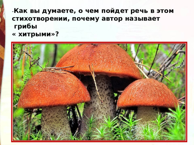 Как вы думаете, о чем пойдет речь в этом стихотворении, почему автор называет  грибы   « хитрыми»? 