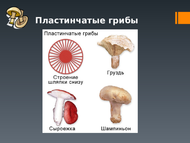 Пластинчатые грибы 