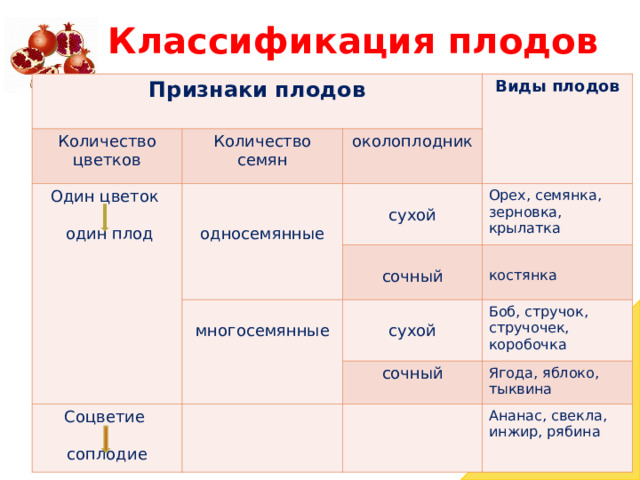 Схема классификации плодов с примерами