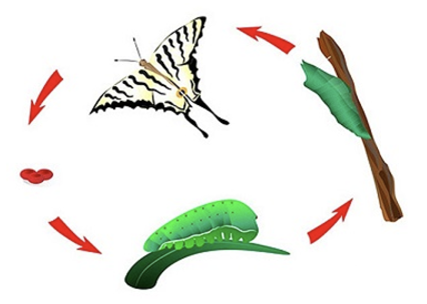 Какое свойство изображено на рисунке. Жизненный цикл бабочки шашечницы. Какое свойство живых организмов изображено на рисунке?. Гусеница куколка бабочка свойство. Жизненный цикл бабочки вектор.
