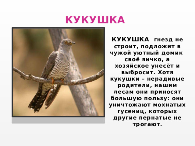  КУКУШКА КУКУШКА гнезд не строит, подложит в чужой уютный домик своё яичко, а хозяйское унесёт и выбросит. Хотя кукушки – нерадивые родители, нашим лесам они приносят большую пользу: они уничтожают мохнатых гусениц, которых другие пернатые не трогают. 