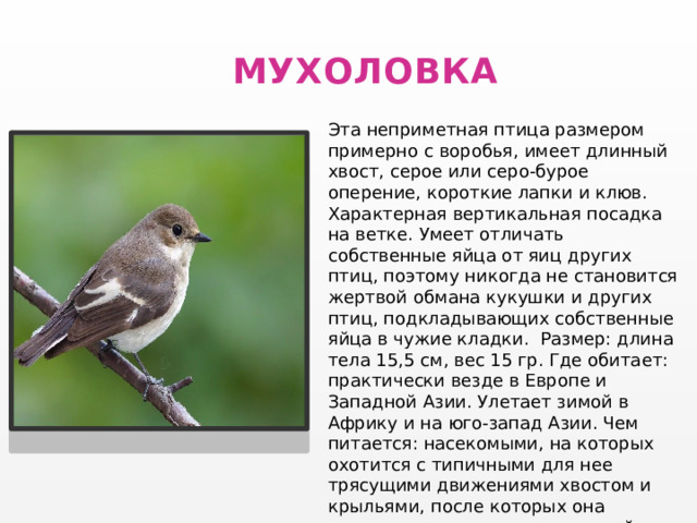  МУХОЛОВКА Эта неприметная птица размером примерно с воробья, имеет длинный хвост, серое или серо-бурое оперение, короткие лапки и клюв. Характерная вертикальная посадка на ветке. Умеет отличать собственные яйца от яиц других птиц, поэтому никогда не становится жертвой обмана кукушки и других птиц, подкладывающих собственные яйца в чужие кладки.  Размер: длина тела 15,5 см, вес 15 гр. Где обитает: практически везде в Европе и Западной Азии. Улетает зимой в Африку и на юго-запад Азии. Чем питается: насекомыми, на которых охотится с типичными для нее трясущими движениями хвостом и крыльями, после которых она взмывает в воздух, стремясь поймать насекомое. 