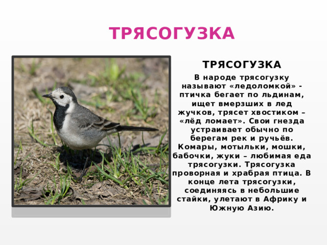  ТРЯСОГУЗКА ТРЯСОГУЗКА В народе трясогузку называют «ледоломкой» - птичка бегает по льдинам, ищет вмерзших в лед жучков, трясет хвостиком – «лёд ломает». Свои гнезда устраивает обычно по берегам рек и ручьёв. Комары, мотыльки, мошки, бабочки, жуки – любимая еда трясогузки. Трясогузка проворная и храбрая птица. В конце лета трясогузки, соединяясь в небольшие стайки, улетают в Африку и Южную Азию. 