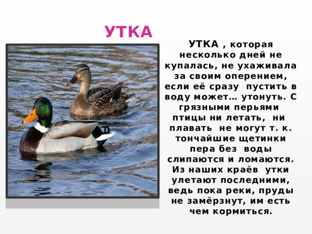  УТКА УТКА , которая несколько дней не купалась, не ухаживала за своим оперением, если её сразу пустить в воду может… утонуть. С грязными перьями птицы ни летать, ни плавать не могут т. к. тончайшие щетинки пера без воды слипаются и ломаются. Из наших краёв утки улетают последними, ведь пока реки, пруды не замёрзнут, им есть чем кормиться. 