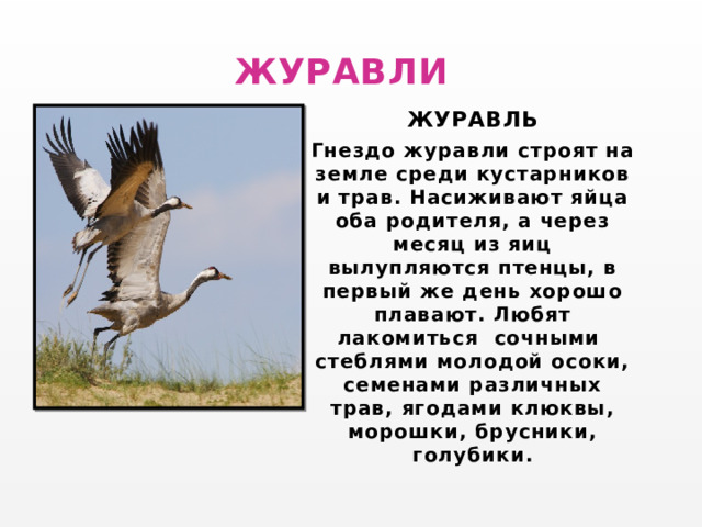  ЖУРАВЛИ ЖУРАВЛЬ Гнездо журавли строят на земле среди кустарников и трав. Насиживают яйца оба родителя, а через месяц из яиц вылупляются птенцы, в первый же день хорошо плавают. Любят лакомиться сочными стеблями молодой осоки, семенами различных трав, ягодами клюквы, морошки, брусники, голубики. 