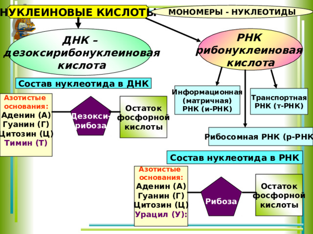 Органические вещества это в биологии 6 класс. АТФ И другие органические соединения клетки 10 класс презентация. Рибонуклеиновая кислота состав. Мономером и РНК может быть. Органические и вещества клетки презентация 10 класс.