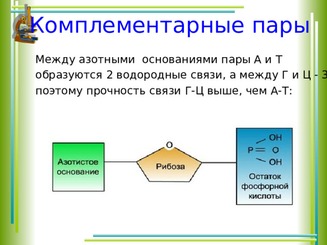 Азотистое основание входящее в состав атф