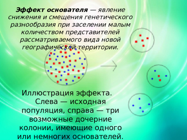 Эффект основателя  — явление снижения и смещения генетического разнообразия при заселении малым количеством представителей рассматриваемого вида новой географической территории. Иллюстрация эффекта. Слева — исходная популяция, справа — три возможные дочерние колонии, имеющие одного или немногих основателей. 