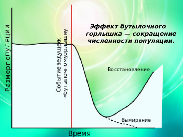 Эффект бутылочного горлышка — сокращение численности популяции. 