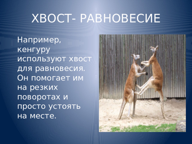 ХВОСТ- РАВНОВЕСИЕ  Например, кенгуру используют хвост для равновесия. Он помогает им на резких поворотах и просто устоять на месте. 