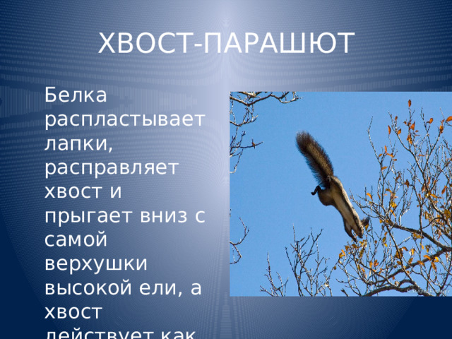 ХВОСТ-ПАРАШЮТ  Белка распластывает лапки, расправляет хвост и  прыгает вниз с самой верхушки высокой ели, а хвост действует как парашют. 