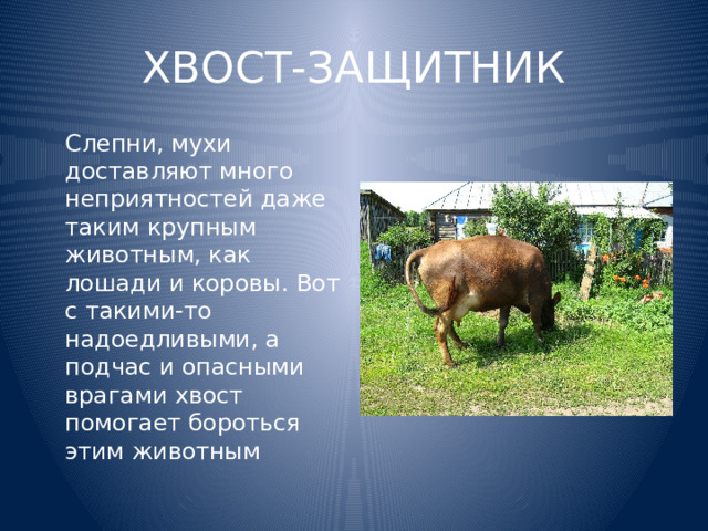 ХВОСТ-ЗАЩИТНИК  Слепни, мухи доставляют много неприятностей даже таким крупным животным, как лошади и коровы. Вот с такими-то надоедливыми, а подчас и опасными врагами хвост помогает бороться этим животным 
