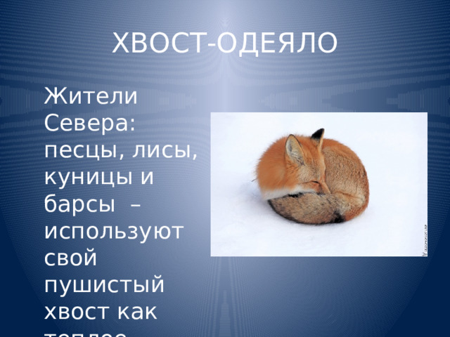 ХВОСТ-ОДЕЯЛО  Жители Севера: песцы, лисы, куницы и барсы –используют свой пушистый хвост как теплое шерстяное одеяло. 