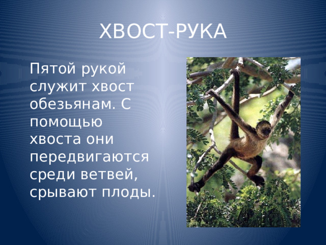 ХВОСТ-РУКА  Пятой рукой служит хвост обезьянам. С помощью хвоста они передвигаются среди ветвей, срывают плоды. 