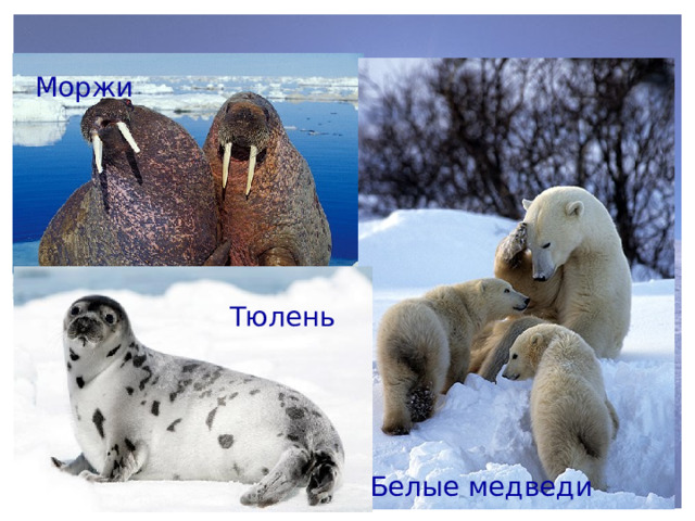 Животные арктических пустынь Моржи Тюлень ʹ Белые медведи 