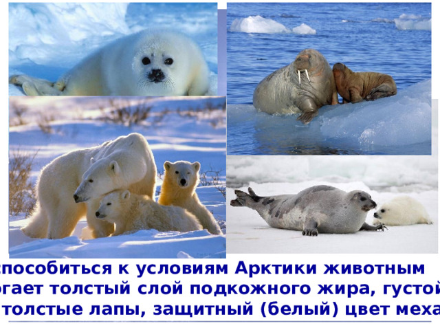 Приспособиться к условиям Арктики животным помогает толстый слой подкожного жира, густой мех, толстые лапы, защитный (белый) цвет меха. 