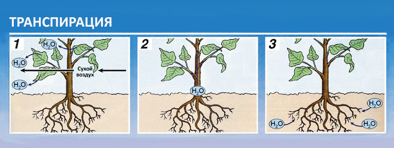 Транспирация рисунок биология