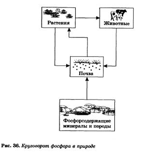 Круговорот фосфора в биосфере рисунок